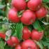 Malus Domestica Topaz Apple, a late season dessert apple tree