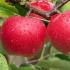 Malus Domestica Tydemans Early also Tydemans Early Worcester, an early season dessert apple tree