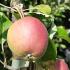 Malus Domestica Winston Apple, a late season dessert apple and very popular garden  variety in the UK with rich sharp apples to harvest mid October.