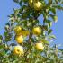 Malus Domestica Yellow Transparent Apple, heritage dual-purpose early season apple syn. with Malus Domestica White Transparent & Malus Domestica Weisser Klarapfel