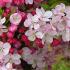 Malus Floribunda Japanese Crab Apple Trees, very pretty pink blossom, for sale online with UK delivery.