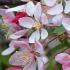 Malus Floribunda Pleached Japanese Crab Apple Tree