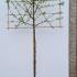 Malus Golden Hornet Pleached Crab Apple Tree 3.3 m buy online UK.