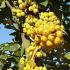 Malus Golden Hornet Pleached Crabapple trees for sale from our fruit tree collection, buy online with UK delivery.