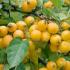 Standard Form Crab Apple Tree Golden Hornet