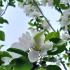 Malus John Downie Pleached Crab Apple Trees - lovely blossom and lots of fruits make this a very attractive pleached tree for sale online UK.