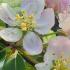 Malus Professor Sprenger Crab Apple, rounded, dense small crab apple tree. White flowers, pink in bud in spring & orange red crab apples in autumn