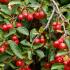 Malus Red Sentinel Ornamental Crab Apple Tree - heavenly blossom in spring and a profusion of red fruit in autumn 