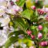 Malus Red Sentinel Crab Apple tree with red fruit