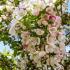 Malus Red Sentinel flowers in full bloom with vibrant fresh petals