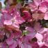 Malus Rudolph Crab Apple, upright crab apple with red-pink flowers in late spring. Leaves initially copper-red turn green in summer then red-yellow autumn fruit