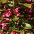 Malus Toringo Scarlett Crab Apple, one of the best bronze-leaved ornamental crab-apple varieties. 