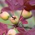 Malus Trilobata Lebanese Wild Apple, an erect, distinct-looking crabapple with red tinted autumn leaves, large white flowers & green fruits