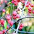 Malus Tschonoskii or Chonosuki Crab Apple, highly rated ornamental tree with good autumn colour. White flowers tinged pink followed by green fruits turning red