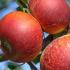 Malus Domestica Ingrid Marie Dessert Apple Tree