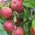 Malus Domestica Rode Boskoop Red Dessert Apple Tree