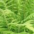 Matteuccia Struthiopteris or Ostrich Fern or Shuttlecock Fern is for sale by fern stockists Paramount Plants London nursery and online with UK wide deliveries. 