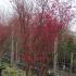 Mature Spring Ruby trees at Paramount Plants centre - buy online UK delivery