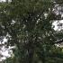 Pterocarya Fraxinifolia or Caucasian Wingnut or Walnut, fruit tree with small green flowers in drooping racemes followed by winged fruits