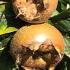 Mespilus Germanica Common Medlar Fruit Tree for Sale Online with UK delivery.