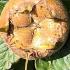 Mespilus Germanica Westerveld or Medlar Westerveld is a small deciduous tree reliably producing an annual fruit crop