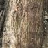 Metasequoia Glyptostroboides or Dawn Redwood, mature tree showing bark detail