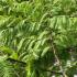 Metasequoia Glyptostroboides or Dawn Redwood foliage detail of deciduous coniferous leaves