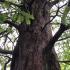 Trunk and branch detail of Metasequoia Glyptostroboides or Dawn Redwood  in Autumn