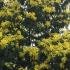 Mimosa tree flowering in early March in a London garden. Buy Mimosa trees online with UK delivery