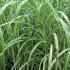 Miscanthus Cabaret ornamental grass (Miscanthus Sinensis Cabaret)