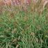 Miscanthus Sinensis Adagio or Eulalia Adagio a highly attractive ornamental grass with great Autumn colour, buy online UK delivery.