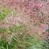 Miscanthus Sinensis Ferner Osten Eulalia Far East Grass