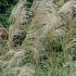 Miscanthus Sinensis Gracillimus Ornamental Grass