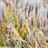 Miscanthus Sinensis Malepartus is a beautiful ornamental grass reaching 2 metres in height with pale pink flower heads buy online with UK delivery.