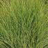 Miscanthus Sinensis Morning Light - an ornamental grass with white and pink flowers, for sale online with UK delivery