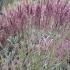 Miscanthus Sinensis Red Chief Eulalia Red Chief Decorative Grass