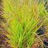 Miscanthus Sinensis var Purpurascens is also known as maiden grass purpurascens, a stunning ornamental grass, buy online UK delivery.