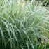 Miscanthus Sinensis Variegatus Ornamental Grass