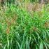 Miscanthus sinensis Zebrinus. Zebra Grass. Ornamental Grasses for sale online with UK delivery