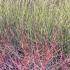 Mixed Cornus Alba in the Winter Landscape