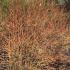 Mixed Dogwood Varieties in the Winter Landscape