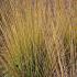 Molinia Caerulea Heidebraut or Purple Moor Grass for sale online with UK delivery.