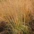 Molinia Caerulea Karl Foerster Purple Moor Grass for sale online with UK delivery.