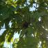 Crisp green foliage of the Morus Alba Fruitless White Mulberry Tree