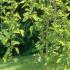 Morus Alba Pendula Weeping White Mulberry, good sized trees with lovely weeping habit for sale UK