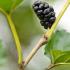 Morus Nigra Tree or Black Mulberry Tree for Sale Online UK nationwide delivery.