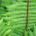 Dryopteris Wallichiana or Wallich