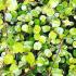 Muehlenbeckia Complexa is also known as Australian Ivy or Maidenhair Vine, buy online with UK and Ireland delivery.