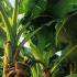 Musa Basjoo Banana Tree or Japanese banana plant, buy plants online, UK nationwide delivery.