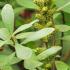 Myrica Gale or Bog Myrtle is a native deciduous shrub producing catkins in spring. Strongly aromatic foliage and may be grown in acid peat bogs.